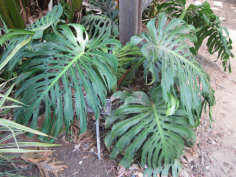 Monstera Deliciosa Plant – Pike Nursery