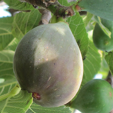 Celeste Fig