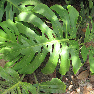 Monstera Deliciosa Plant