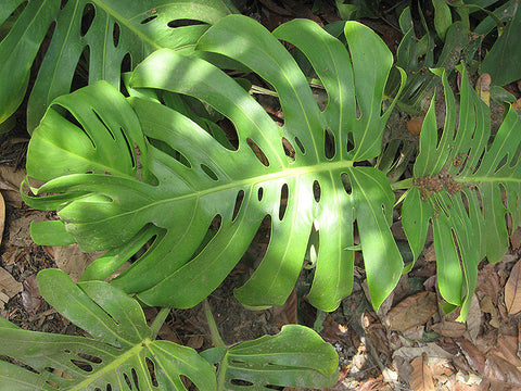 monstera deliciosa portland Andersen Farms Philodendron Monstera Live Plant Indoor/Outdoor in 10 in Plastic Grower Pot
