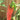 Serrano Hot Pepper