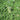 Elfin Creeping Thyme