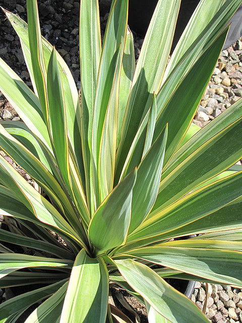 Color Guard Yucca