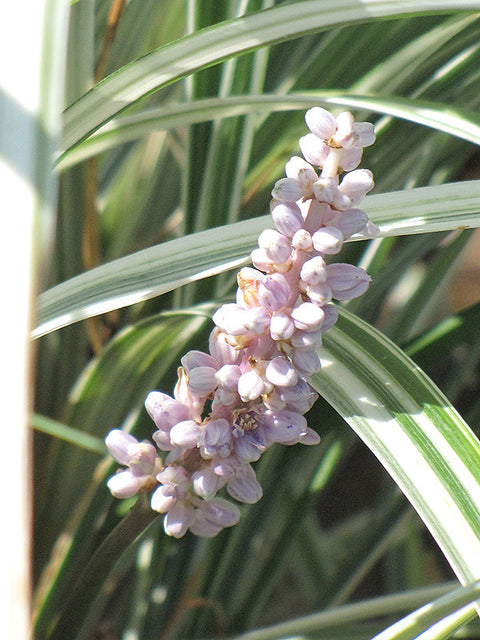 lilyturf indoor plant Silver Dragon Liriope – Pike Nursery