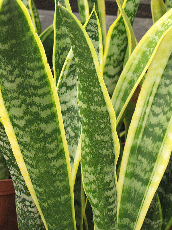 Pike Nursery Snake Plant