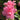 Encore® Autumn Empress Azalea