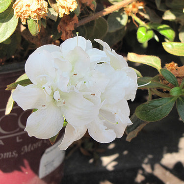 Encore® Autumn Moonlight Azalea