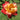 Joseph's Coat Rose