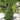 Jean's Dilly Spruce