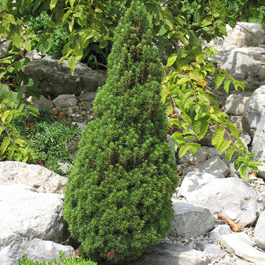Jean's Dilly Spruce