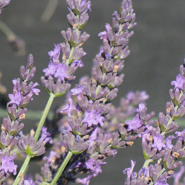 Grosso Lavender