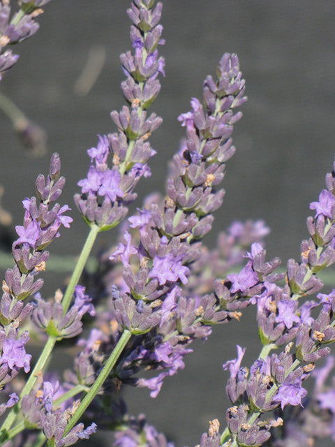lavender grosso plants Grosso Lavender – Pike Nursery