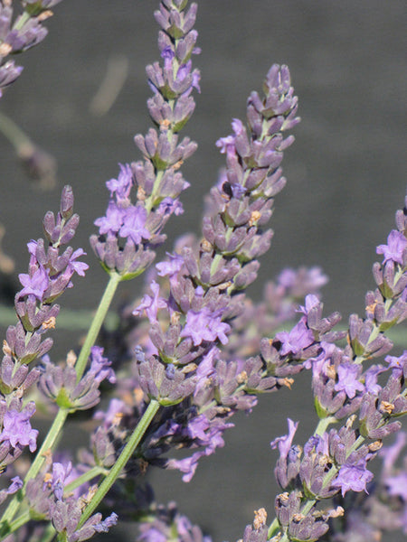 lavender grosso plug plants Grosso Lavender – Pike Nursery