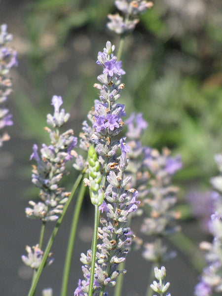 lavender plants to buy near me Provence Lavender
