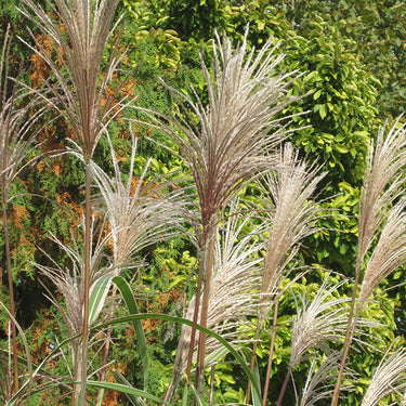 Variegated Silver Grass