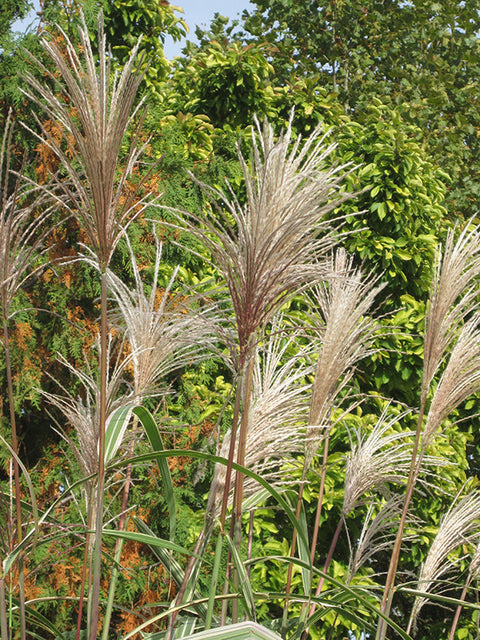 Variegated Silver Grass