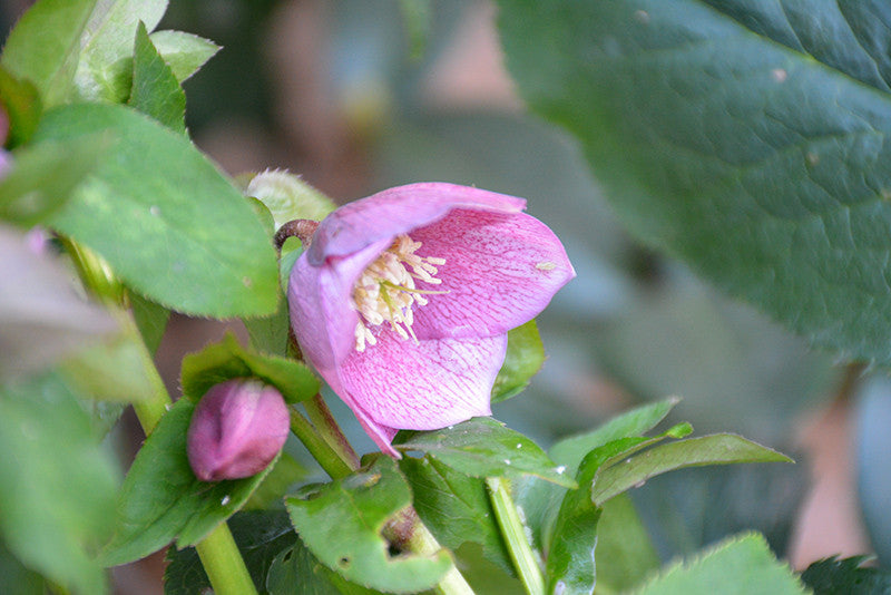 Pike Nursery Oriental Hellebore