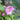 Oriental Hellebore