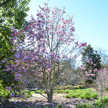 Jane Magnolia