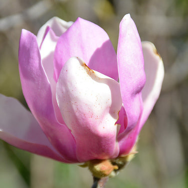 Jane Magnolia