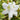 Bloom-A-Thon® White Azalea