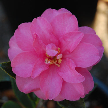 Shishigashira Camellia