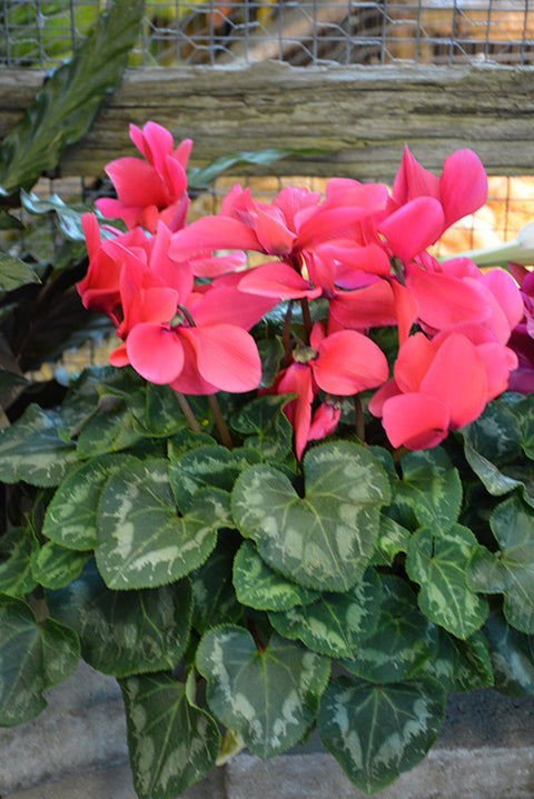 Smartiz Deep Salmon Cyclamen