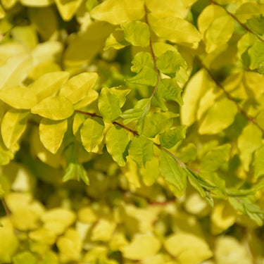 Sunshine Privet