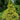 Golden Mop Falsecypress