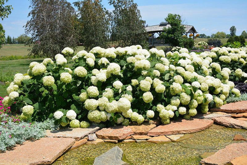 Pike Nursery Incrediball Hydrangea