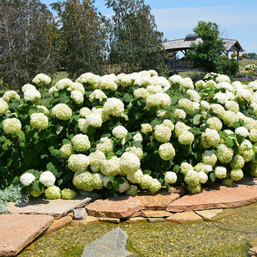 Incrediball® Hydrangea