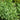 Common Sage