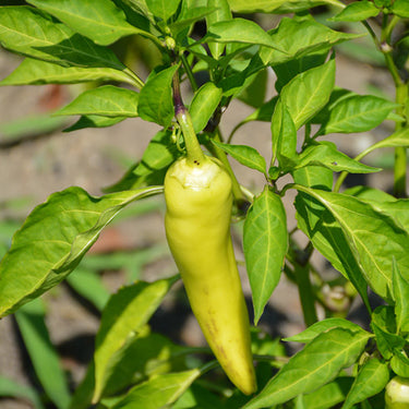 Hungarian Yellow Wax Sweet Pepper