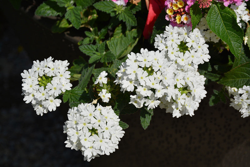 Lanai Verbena