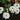 Lanai® White Verbena