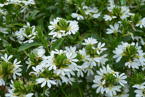 Bombay® White Fan Flower