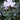 Metis Pure White Cyclamen
