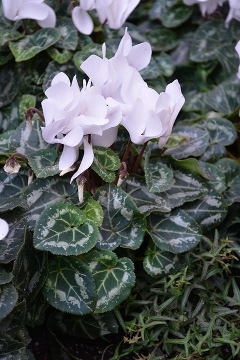 Metis Pure White Cyclamen