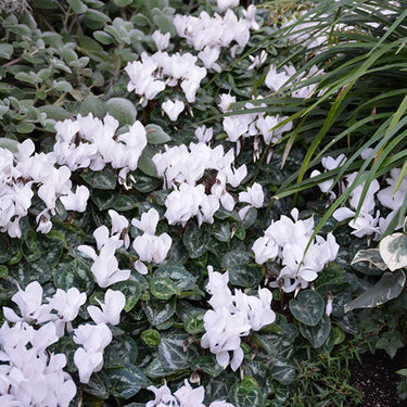 Metis Pure White Cyclamen