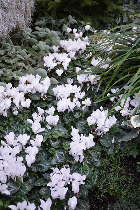 Metis Pure White Cyclamen