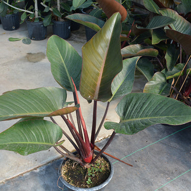 Rojo Congo Philodendron