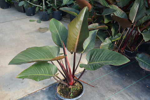 Rojo Congo Philodendron