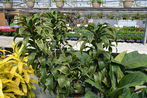 Dorado Dracaena