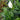 Sensation Peace Lily