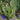 Futura Robusta Snake Plant