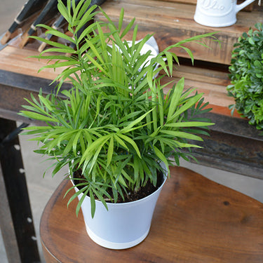 Neanthe Bella Palm