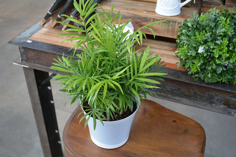 nb palm plant Neanthe Bella Palm