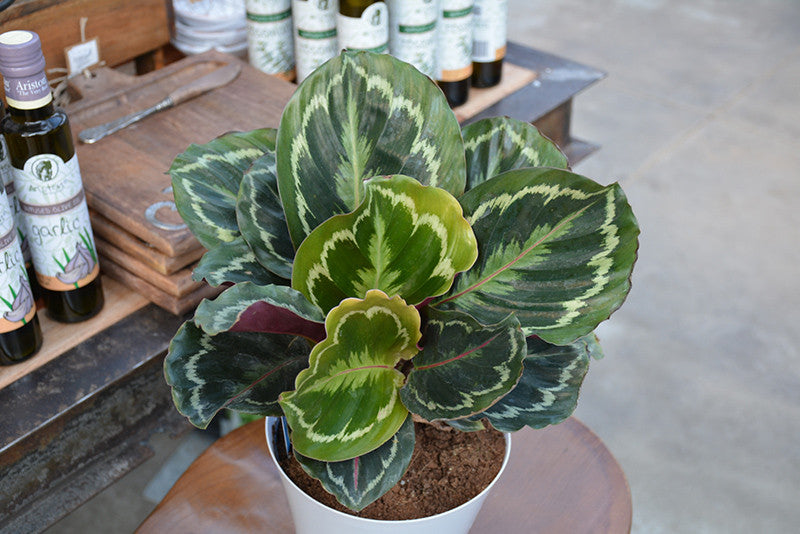 Pike Nursery Calathea