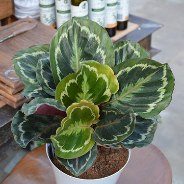 Medallion Rose Painted Calathea