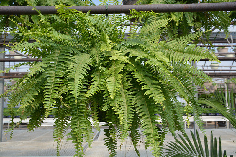 Pike Nursery Boston Fern